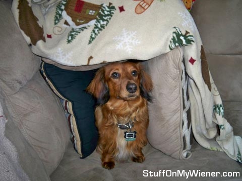 Hank in his house made of pillows.