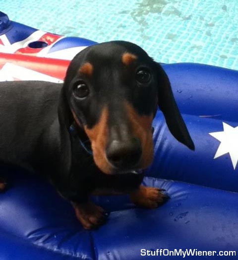Lola in a pool with a Australia flag raft.