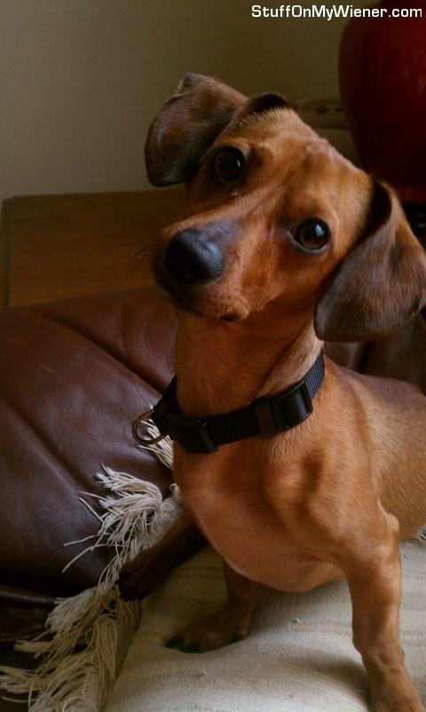 Obie tilting his head in wonderment.