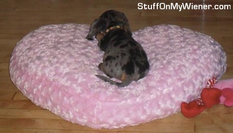 Sophie on her heart bed.