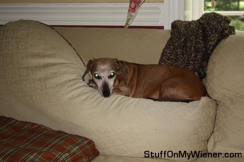 Beans on the couch pillow.