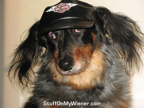 Monty with a Harley Davidson hat.