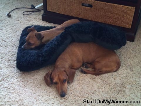 Pebbles under the bed, Gordi on top.