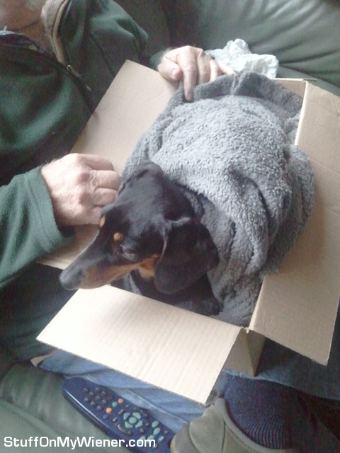 Phoebe wrapped in a box.