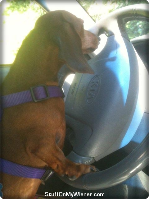 Sienna on the steering wheel.