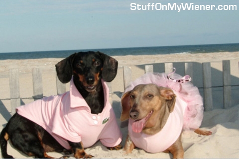 Buddy and Freckles portrait on the beach.