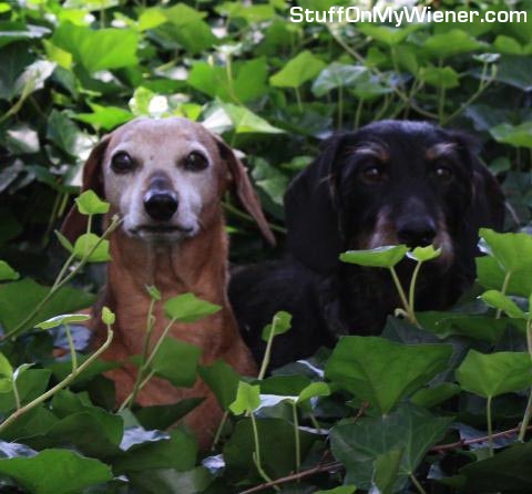 Beans and Oz in ivy.