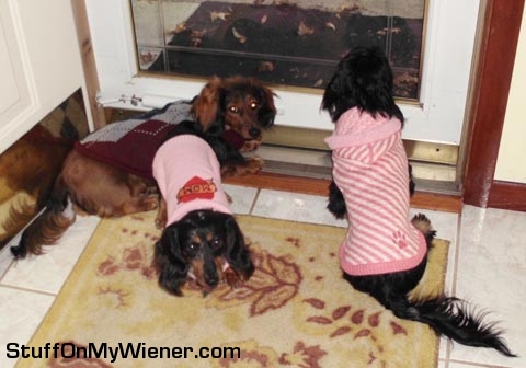 Enzo, Gabby, and Ellie in sweaters.