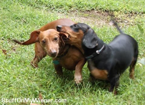 Frodo chewing on Gimli's ear.