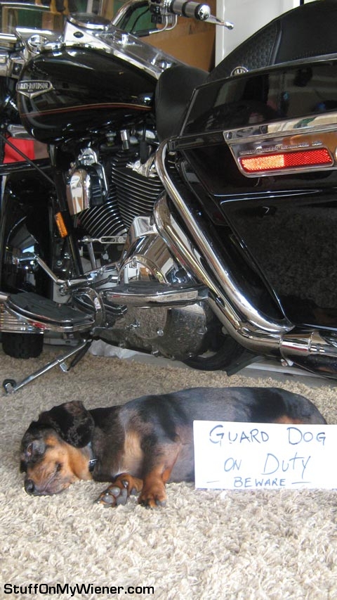 Homer guarding the Harley Davidson