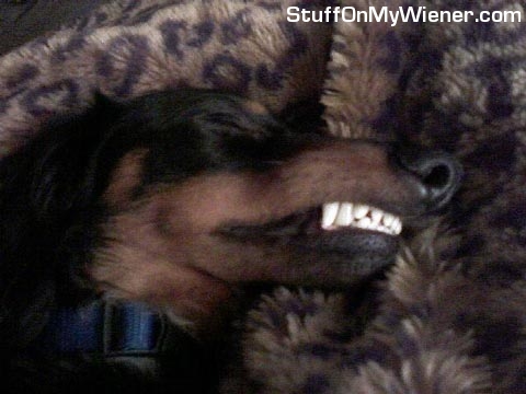 Jagger dreaming and bearing his teeth.