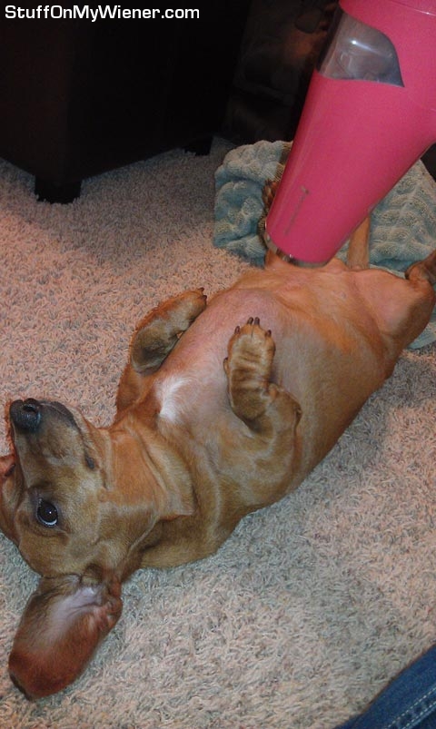 Lily getting a blow dry.