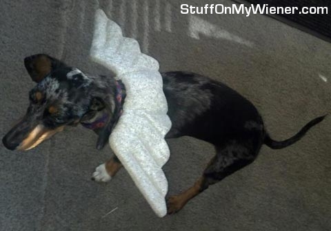 Lily with angel wings.