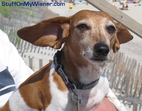 Magnolia  and her magic ears.