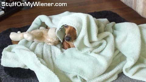 Pebbles under a blanket and toy sheep.