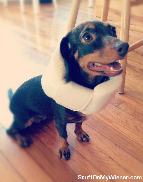 Penny in mom's neck brace.