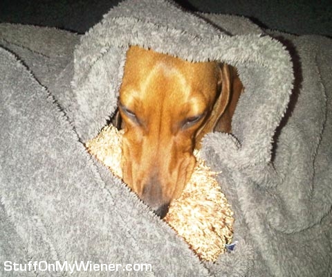 PJ under a blacket with Mr. Sheep.