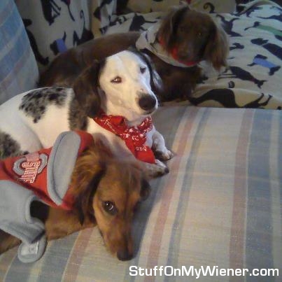 Roscoe, Chloe and Theo Buckeyes fans.