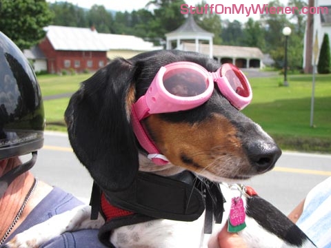 Squeak in her doggles.