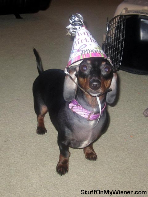 Athena in a birthday hat.
