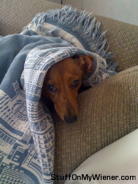 CoCo under a blanket on the couch.