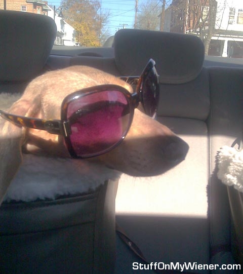 Freckles-sunglasses Freckles wearing sunglasses.