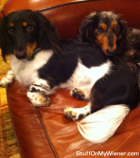 Harvey Muggsy brothers on the couch.