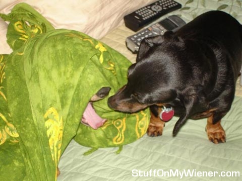 Izzy under blanket yawning in Mica's face.