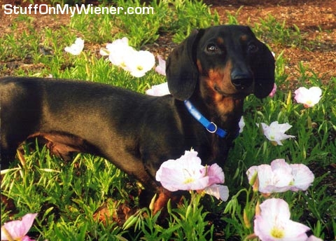 Jeter in the Primrose