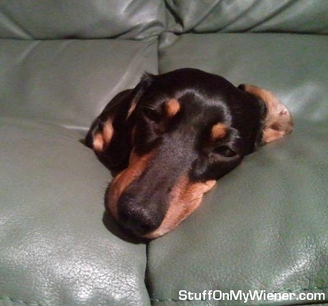 Phoebe as a head only sausage.