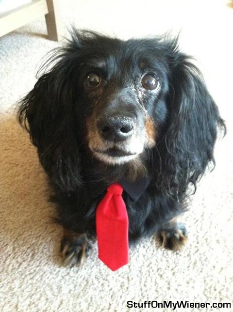 Rocky wearing a tie.