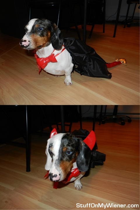 Basso in a devil costume for Halloween.