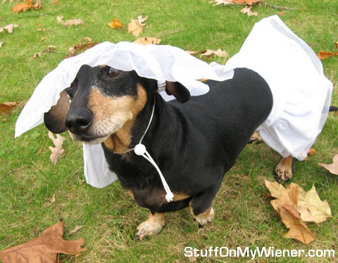 Bella Rose in a wedding dress and veil.
