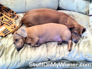 Jerry and Harvey take a nap on the sofa.