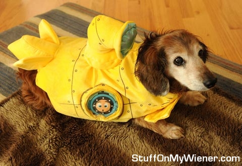 Ollie in a yellow submarine costume.