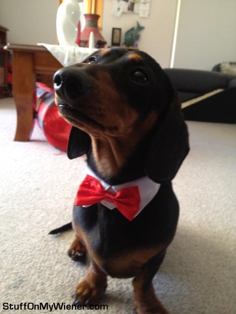 Panzer wearing a bow tie.