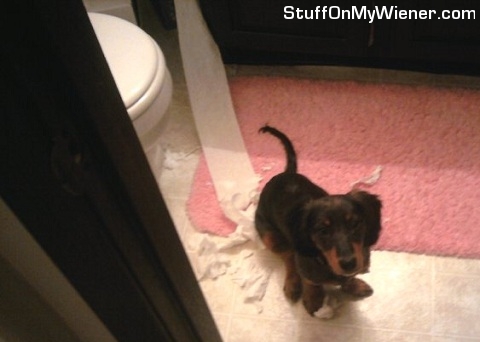 Bella unraveled toilet paper.