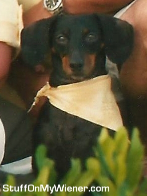 Buddy wearing a scarf.