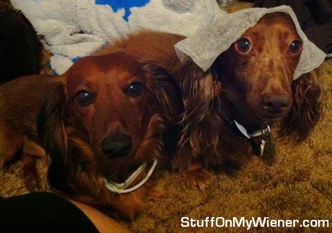 Caesar and Freckles help with the laundry.