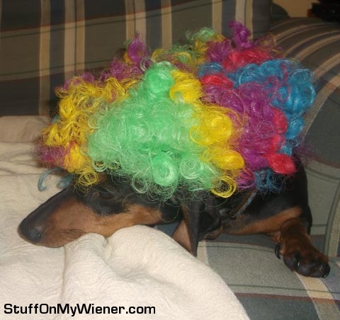 Frodo wearing a rainbow afro.