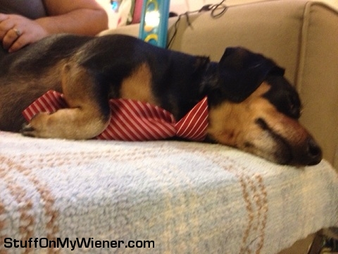 Meldrick napping in a tie.