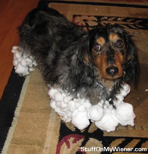 Mugsy with snowballs stuck to him.