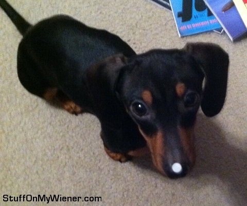 Aeronca with a holw punch dot on her nose.