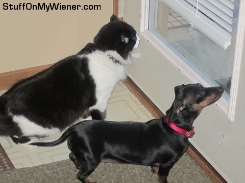 Athena and Harvey do some bird watching.