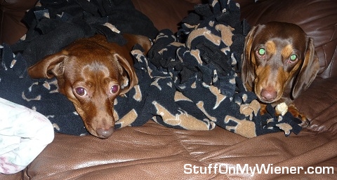 Cocoa-Bean and Emmy-M steal mom's blanket.