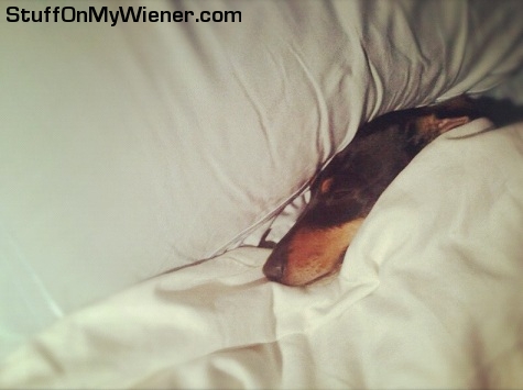 Phoebe under the sheets.