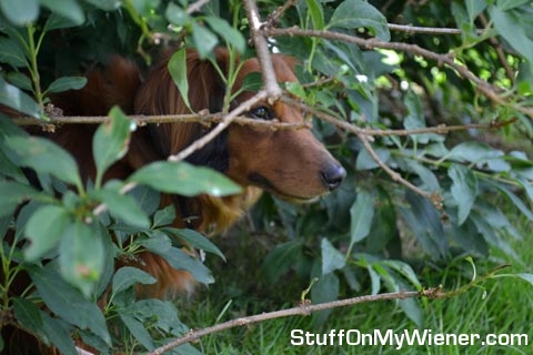 Hank in the bushes looking to hunt.