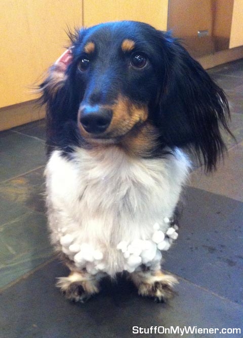 Harvey with snowballs stuck to his fur.