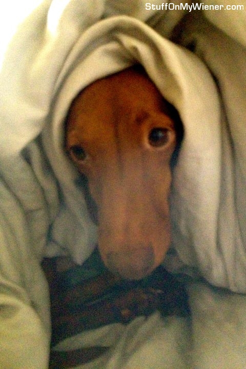 Mr. Henning taking a nap in a blanket.