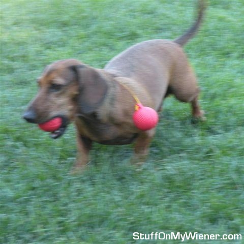 Mr. Milo and yard game balls.